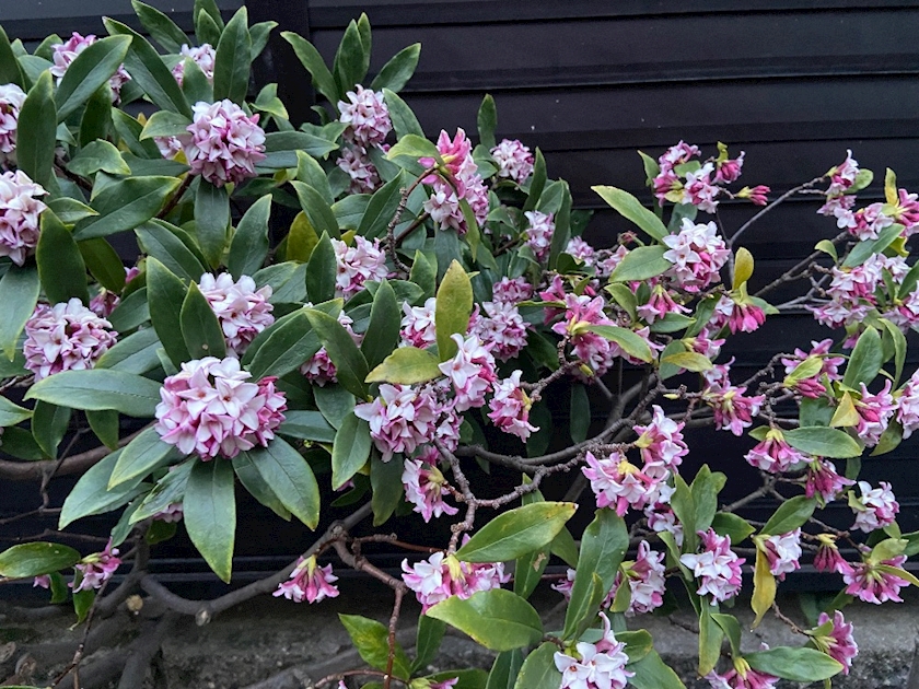 CLUB ONE CHAN -祇園白川店-日記1627127