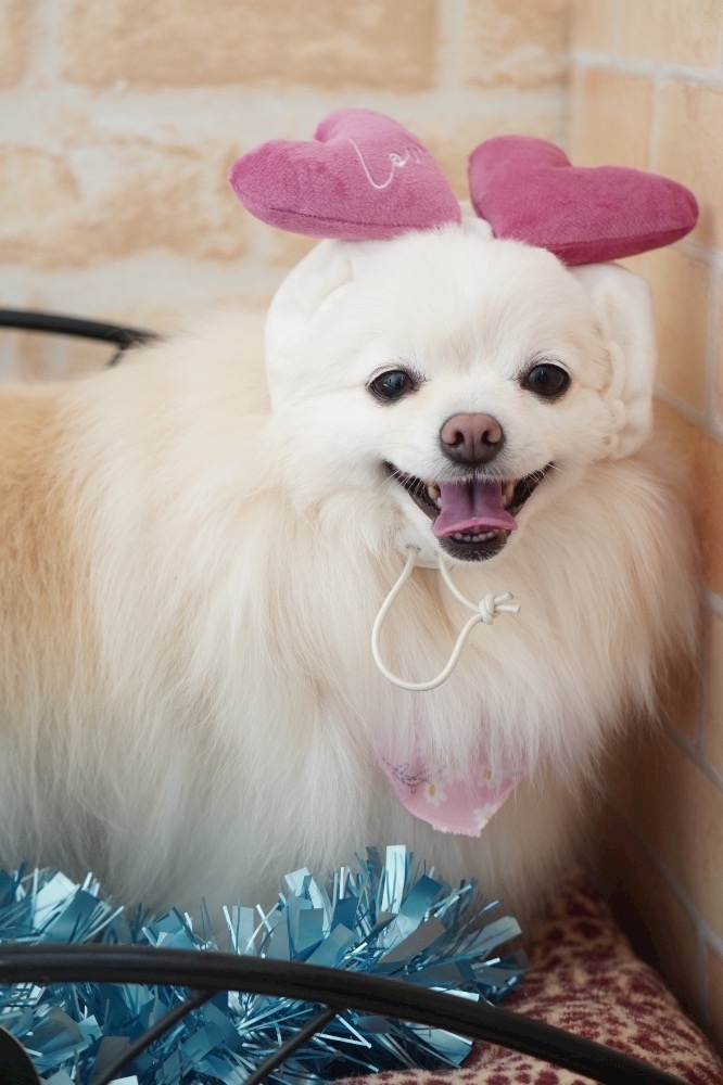 LOUNGE FOXI日記1605620