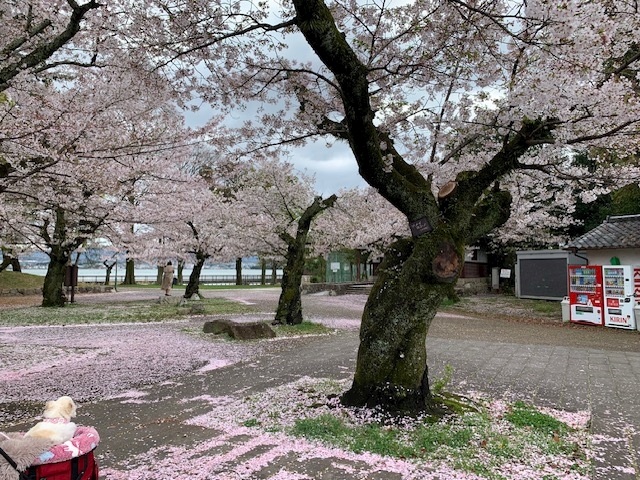 CLUB HANAN 守山店日記1618294