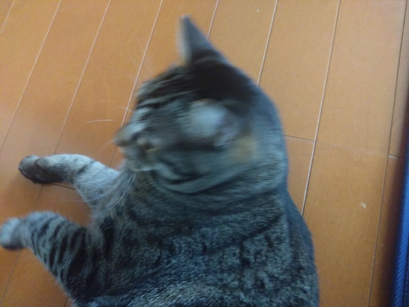 一条 葵