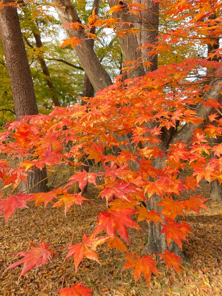 WISTERIA日記1519072