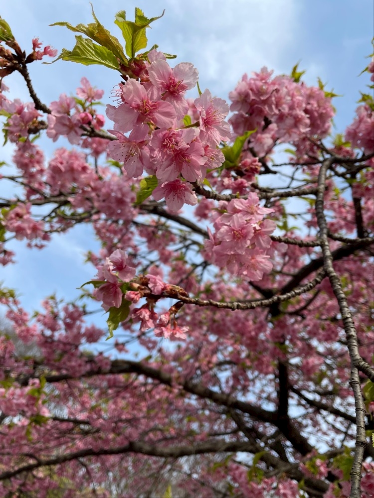 春来たる🐝🪱