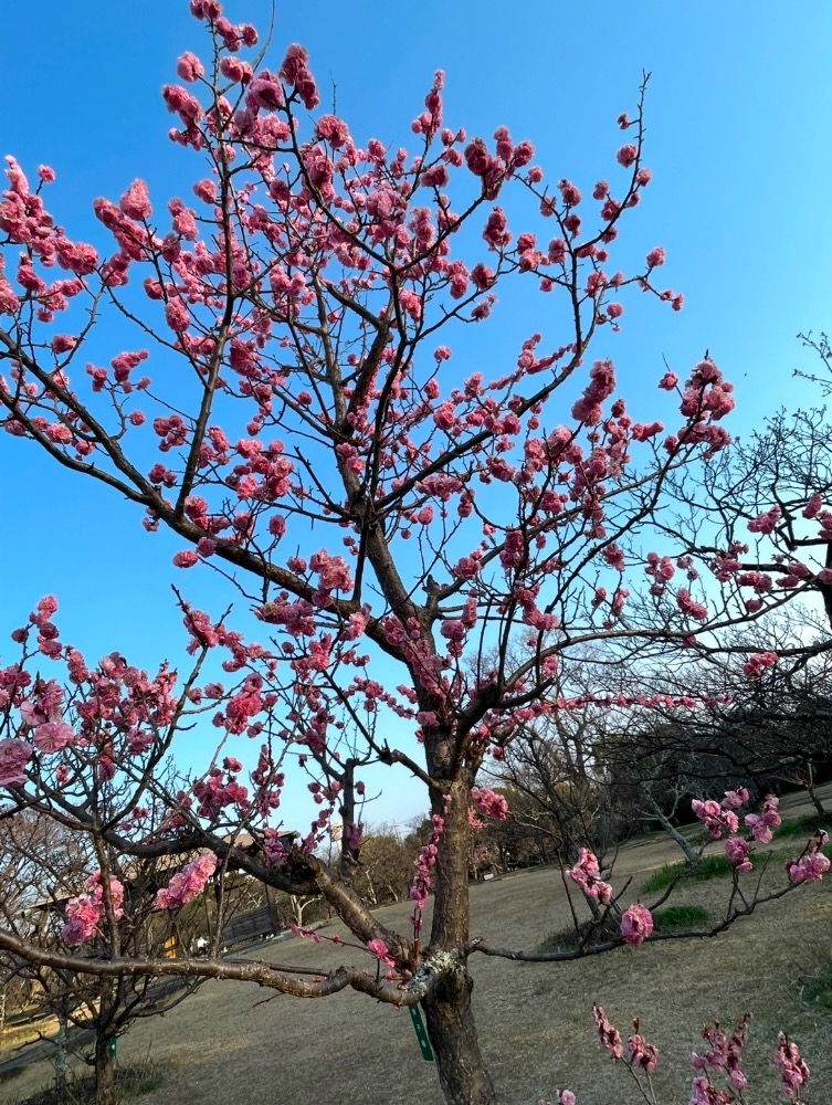 桜はまだみたい