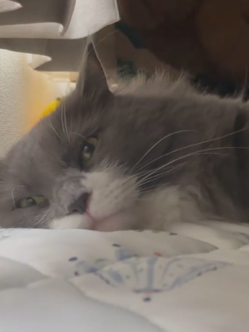 . . 眠たい時の小次郎･･･