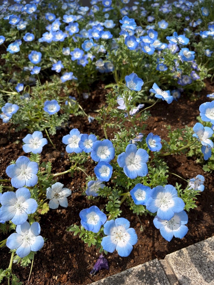 ThePARIS日記1624745