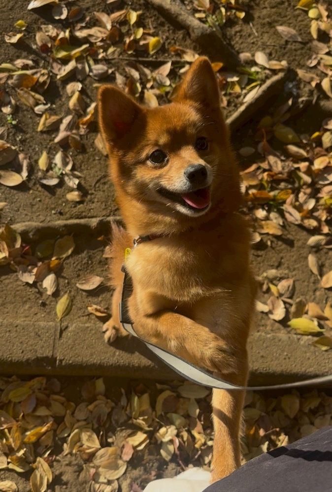 西船橋 VELLUGUE日記1537495