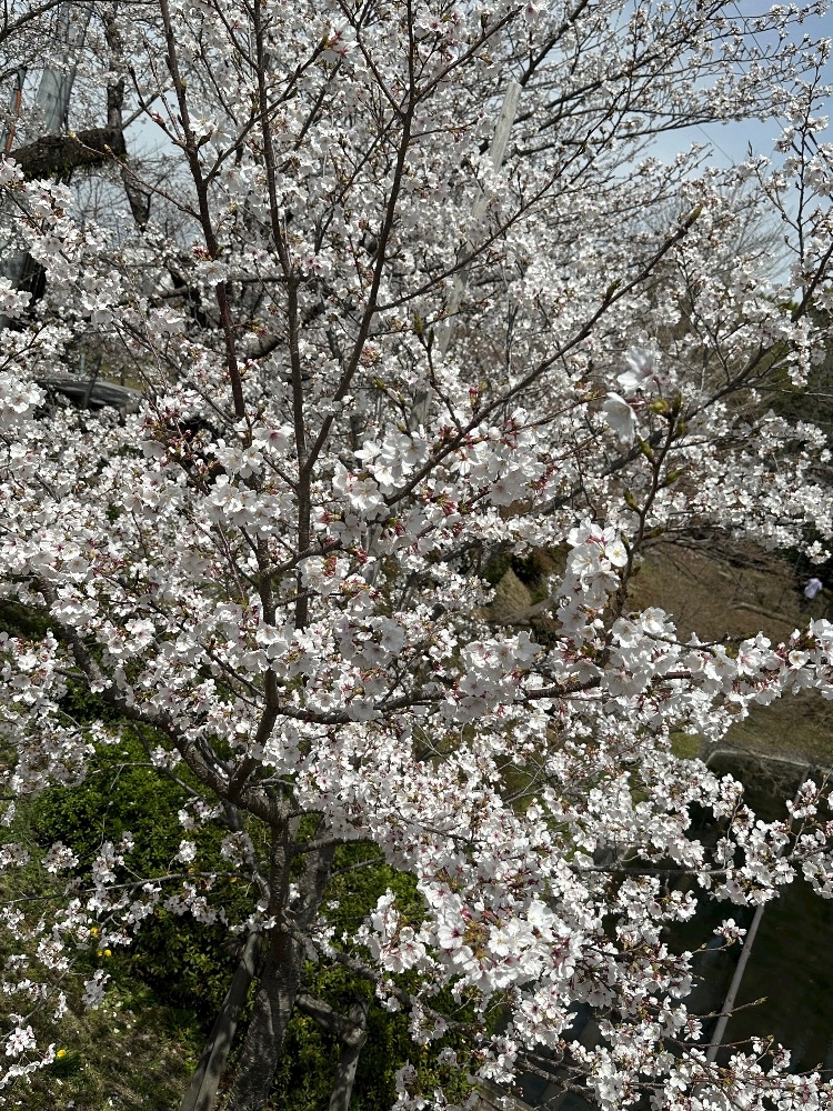 CLUB HANAN ANJO日記1627594