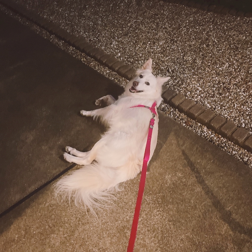 クラブグリム・小牧店日記1514361