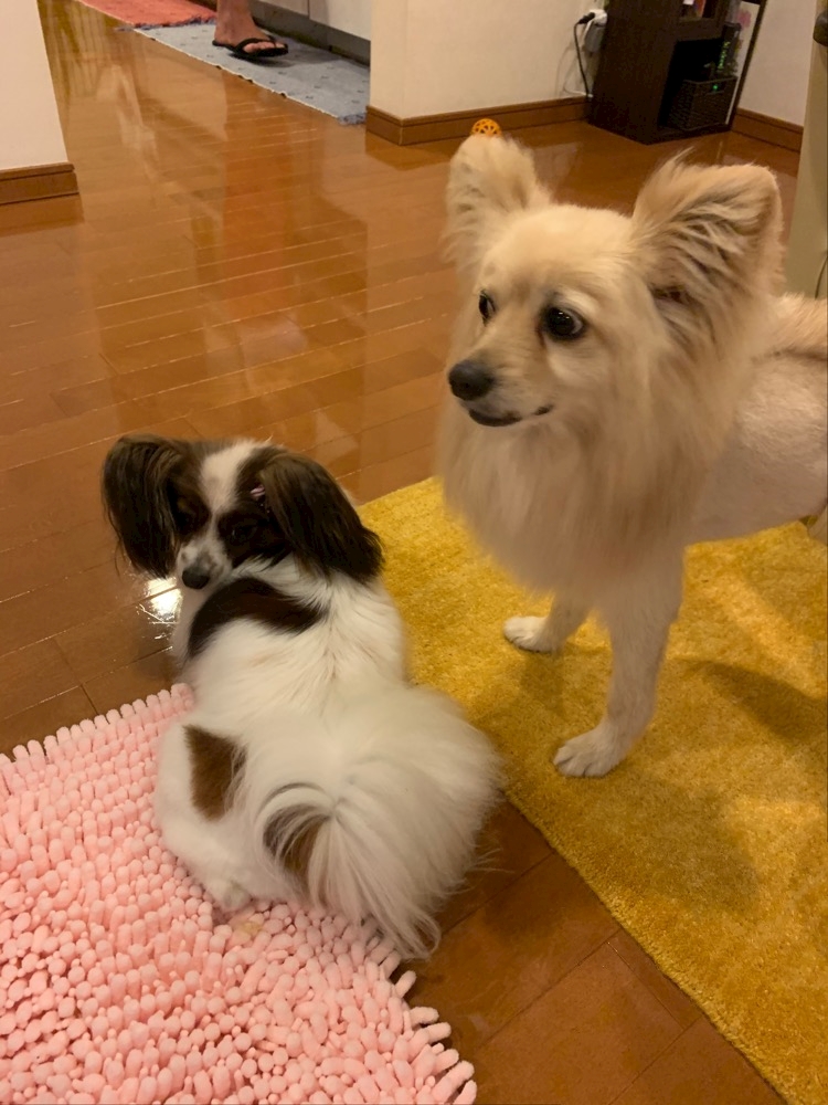 今日から本気出す