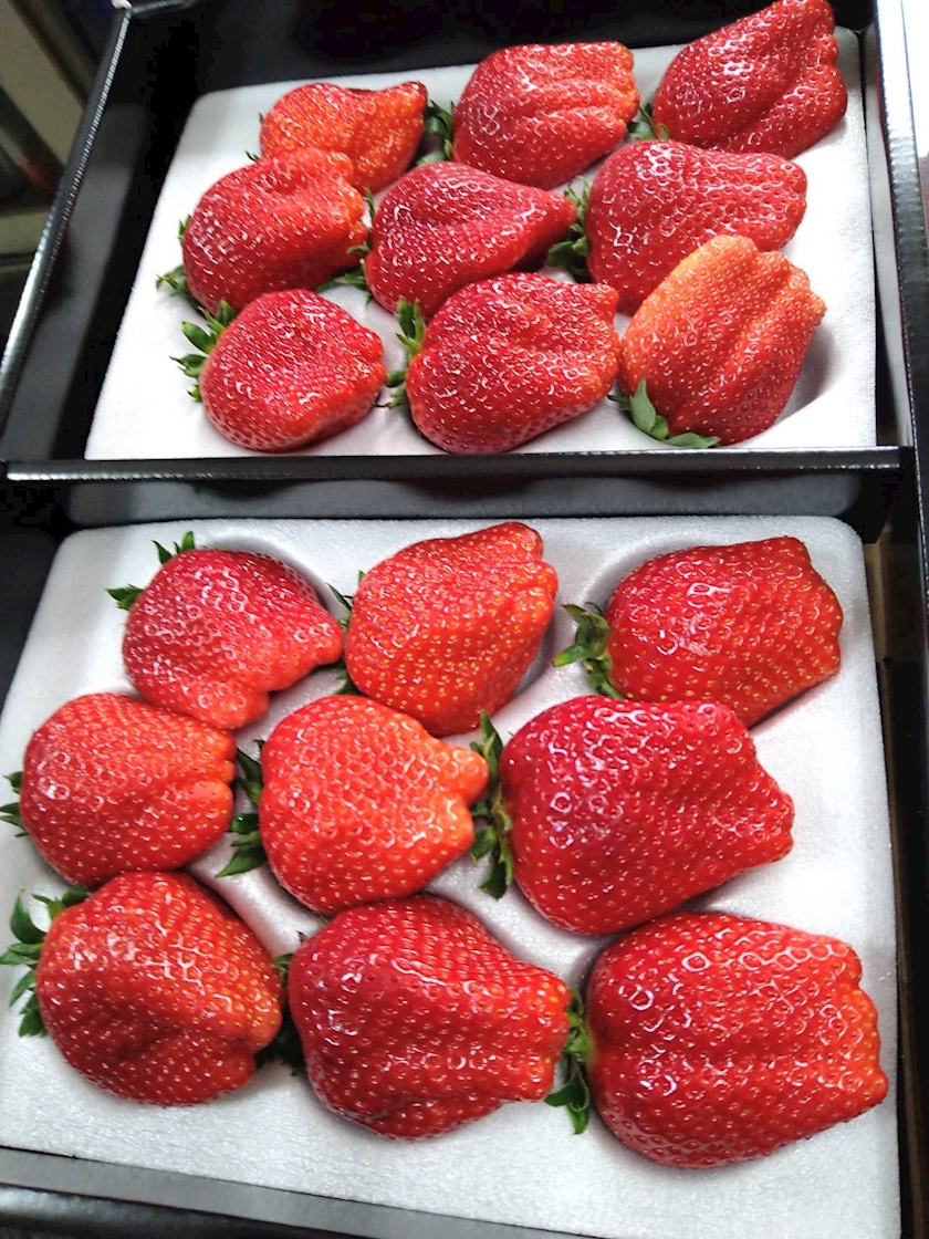 ガールズカフェ orange日記1574285