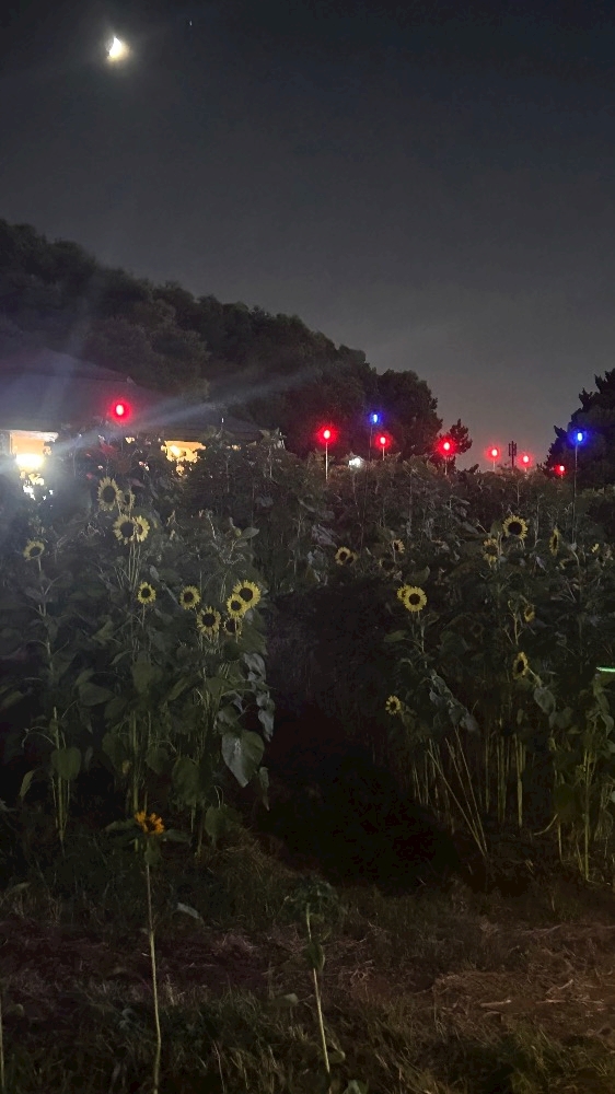 一条 葵