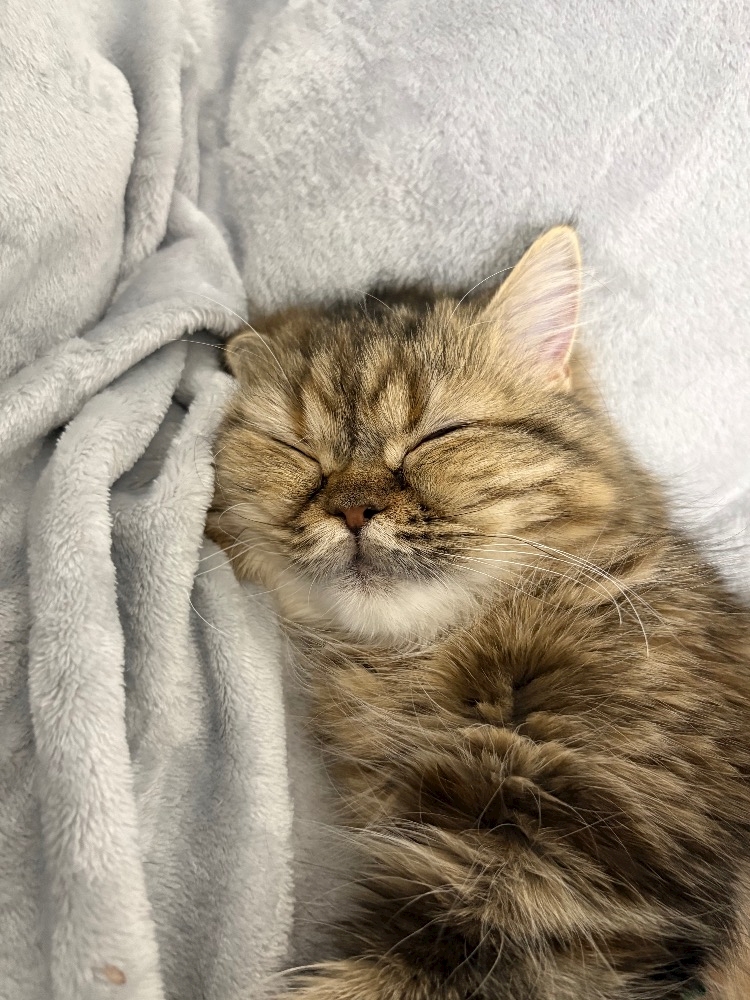 うちの猫🐱ミヌエット編