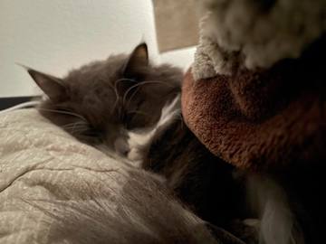 . . もふもふのお友達･･･