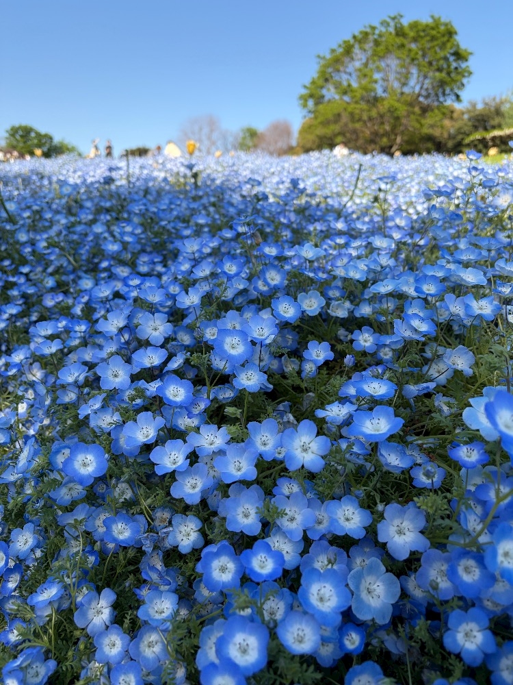 一条 葵