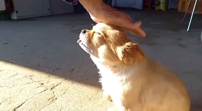 一条 葵