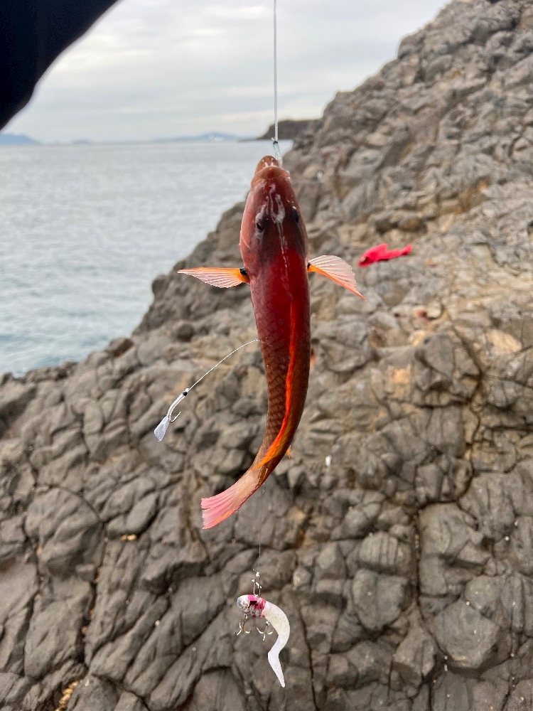 WISTERIA日記1570096