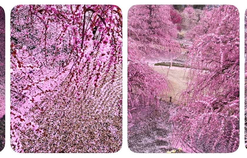 CLUB HANAN ANJO日記1609310