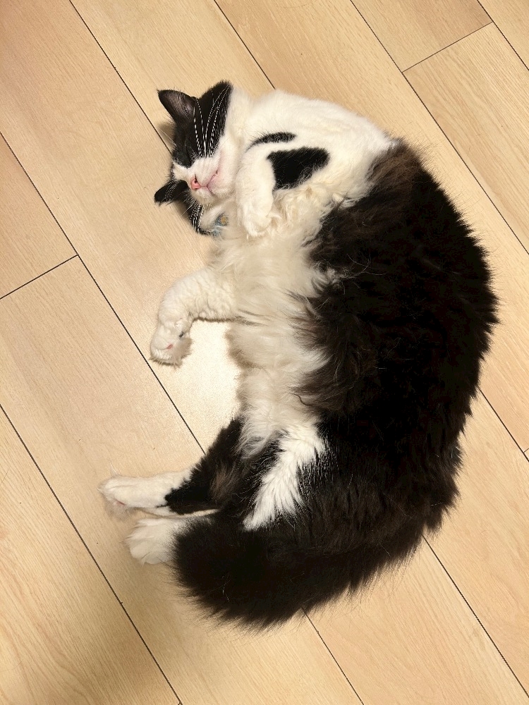 一条 葵